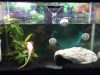 Pet Axolotl Tank Size, How to Set Up +Accessories Pet Axolotl tank size, setting up and accessories
