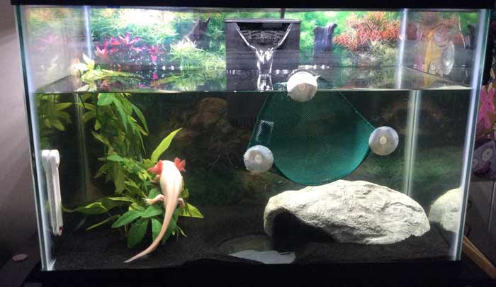 Pet Axolotl Tank Size How To Set Up Accessories Petaddon