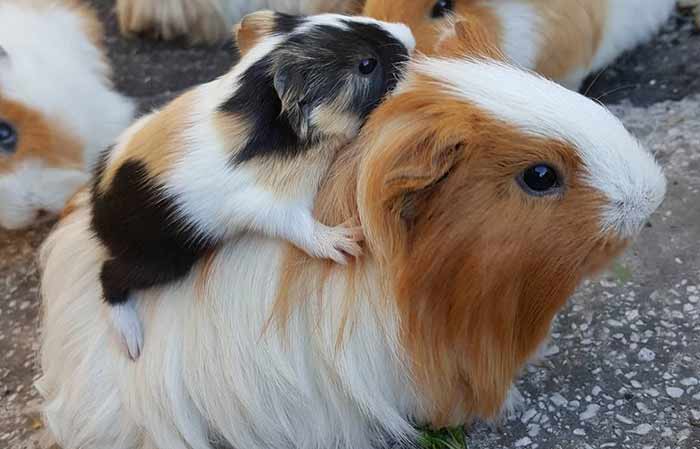 cute guinea sow and baby