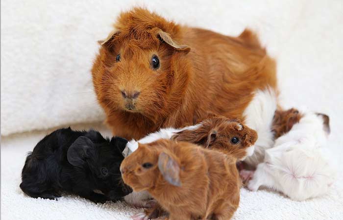 Photo of guinea pigs