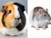 Guinea Pig vs Rat-Which is the Better Pet Rodent ? Pet Guinea Pig vs Rat