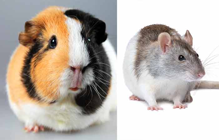 guinea-pig-vs-rat-which-is-the-better-pet-rodent-petaddon