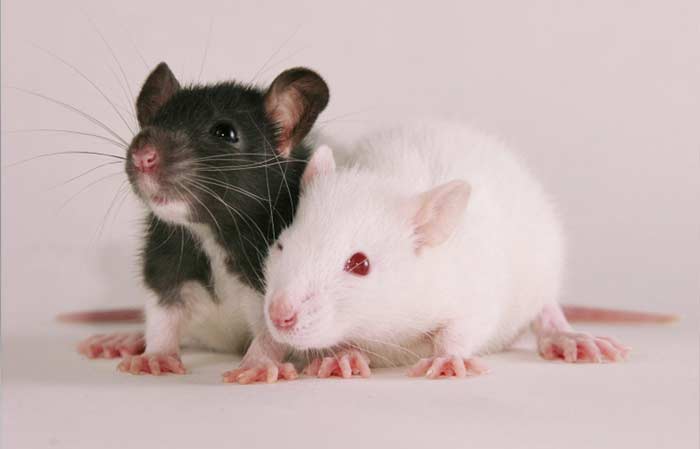 Cute Pet Rat photo