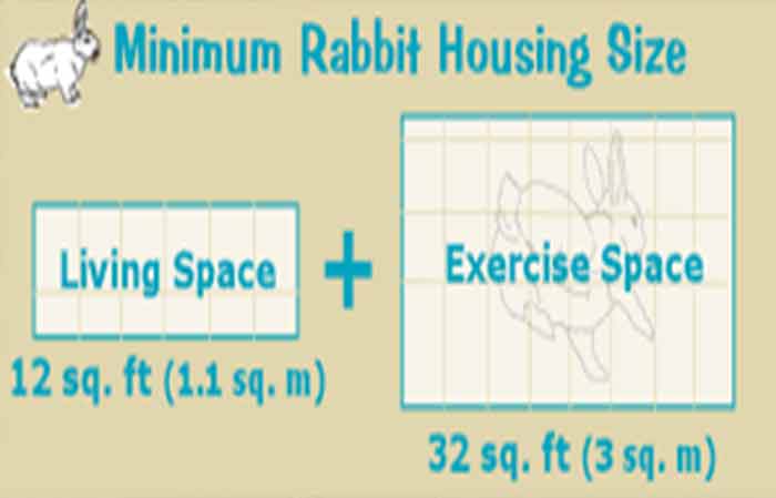 DIY rabbit hutch design