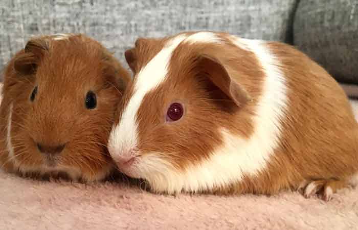 Guinea Pigs