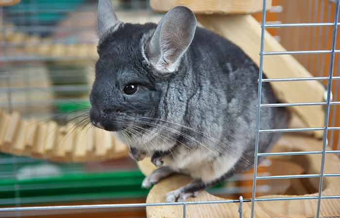 chinchilla in captivity lifespan