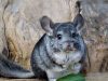 Chinchilla Lifespan Chinchilla Life Span