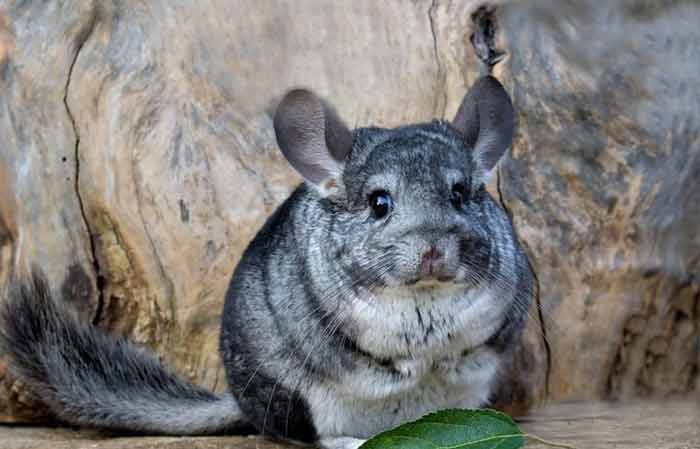 Chinchilla Lifespan Petaddon