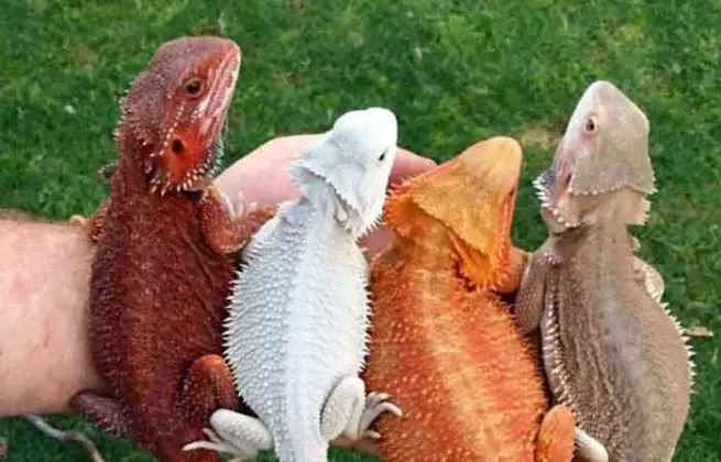 types-of-bearded-dragons-morphs-colors-petaddon