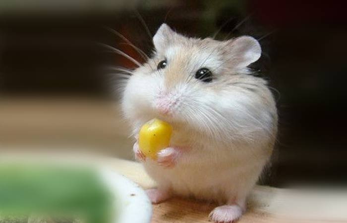 What hamsters eat can affect their lifespan