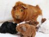 How Long Do Guinea Pigs Live? Factors that’ll Influence the Lifespan Lifespan of guinea pigs: How long do they live?