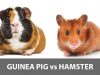 Guinea Pigs vs Hamsters-Which one to Pet? guinea pig vs hamster:which is better