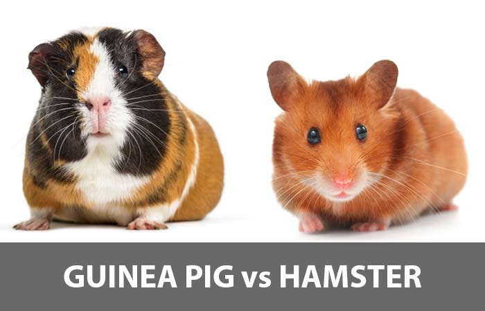 Guinea Pigs Vs Hamsters Which One To Pet Petaddon