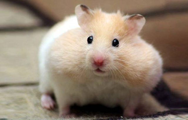 How long do Hamsters Live? - Petaddon