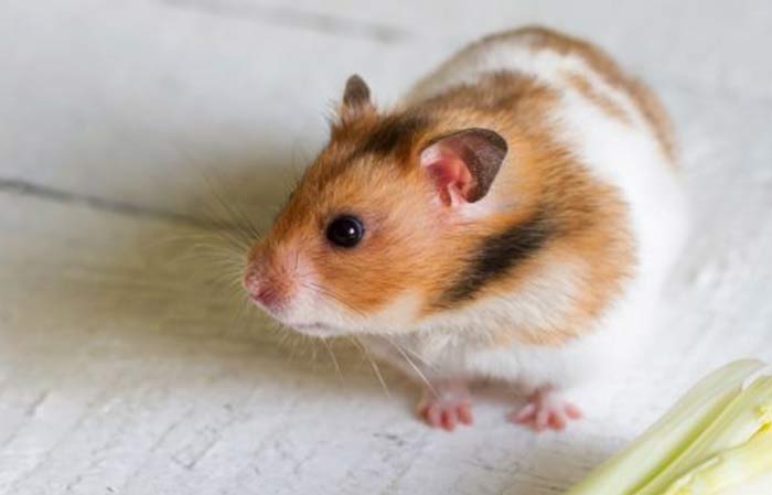 Picture of hamster