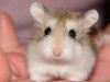 How long do Hamsters Live? How long do Hamster Live-Factors that determine the lifespan