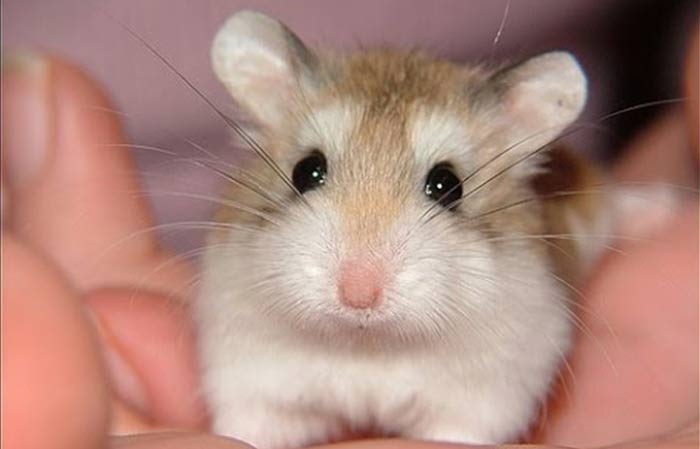 how-long-do-hamsters-live-petaddon