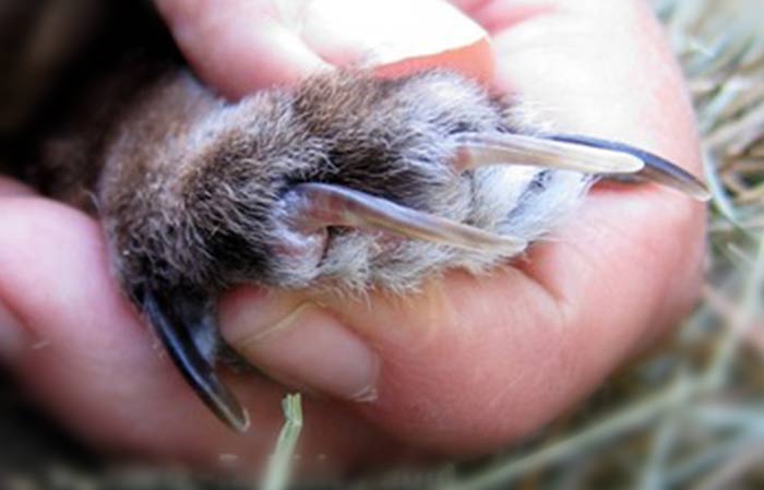 Overgrown bunny nails