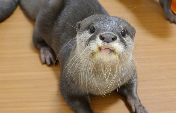 Pet Otter