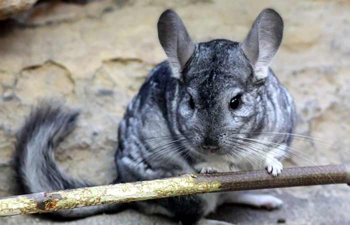 Photo of long-tailed chinchilla