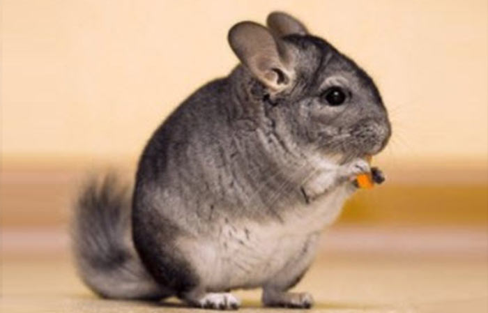 short-tailed chinchilla picture