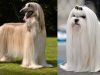 Long-haired Dogs: Small, Big, Medium, White, Black Breeds List & Pictures Top long haired dogs, small, medium and large