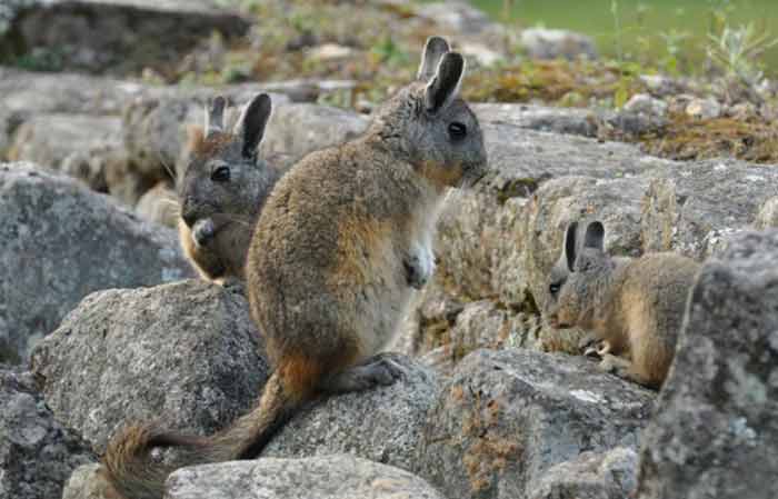 Chinchilla Lifespan - Petaddon