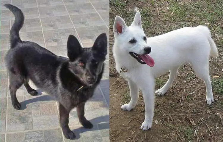 small white dog with pointy ears