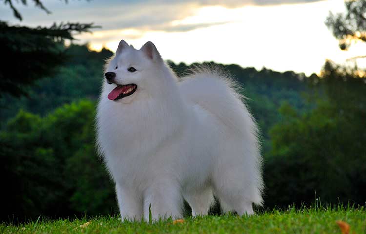 American Eskimo Dog photo