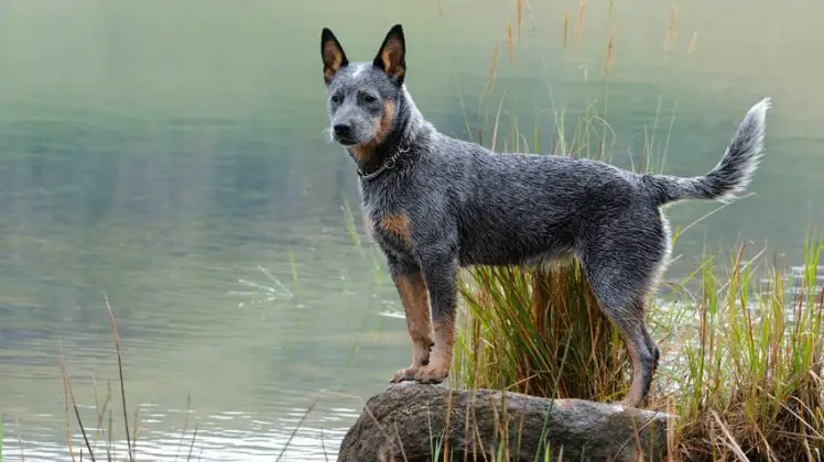 Dogs with Big Pointy Ears That Stand Up - Petaddon