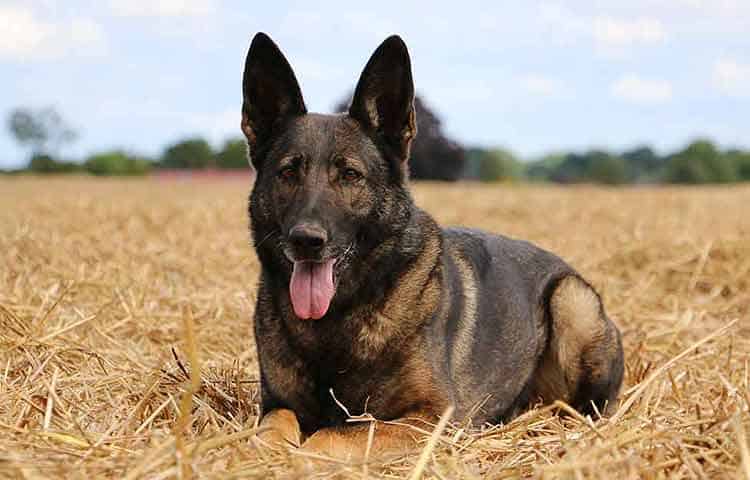 Belgian Malinois