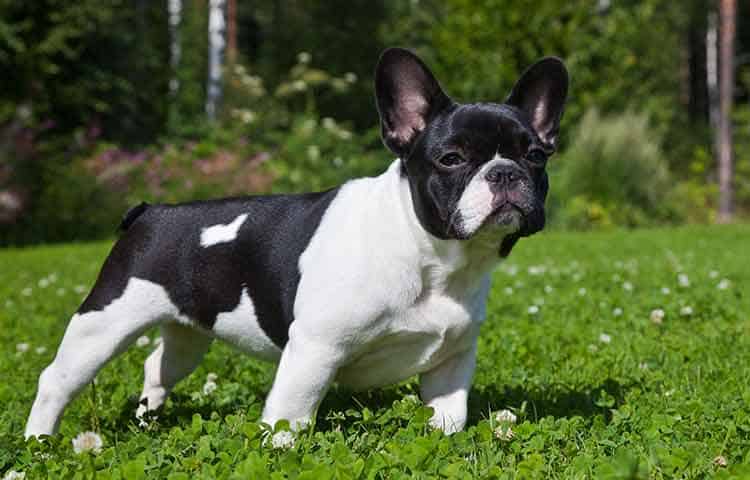 French Bulldog