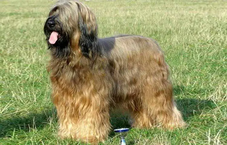 Briard Dog Breed Pic