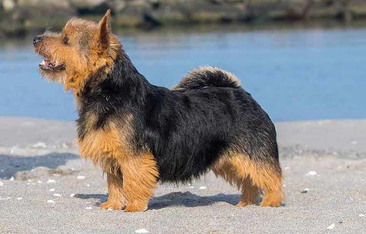 Norwich Terrier