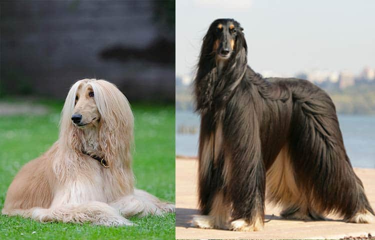 Afghan Hound: Dog breed with the longest hair-coat