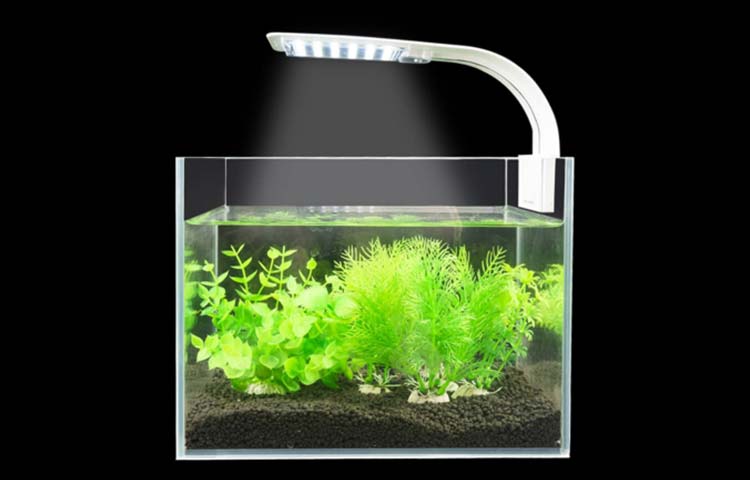 adding aquarium lights axolotl tank