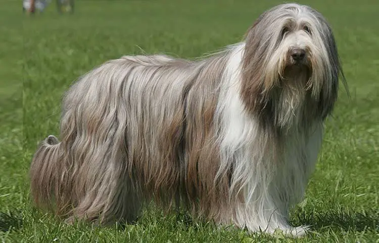 Bearded collie Dog breed