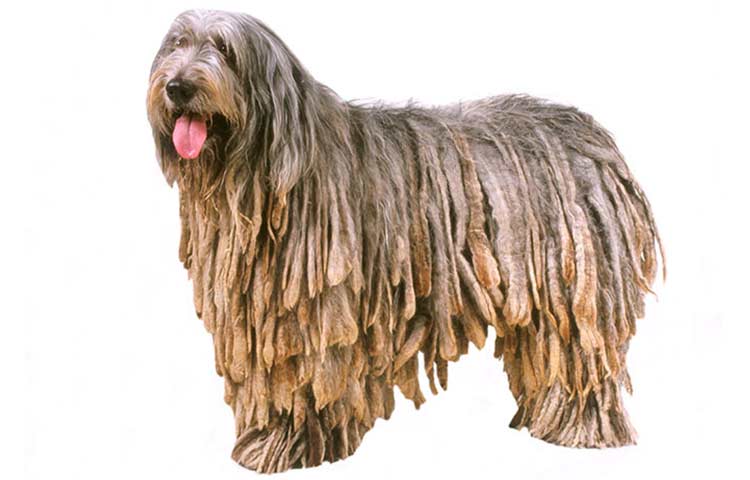 Bergamasco Dog