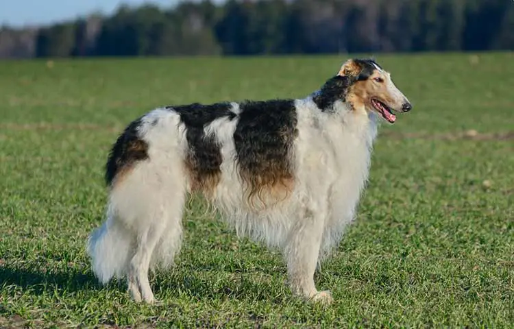 Borzoi Dog Photo