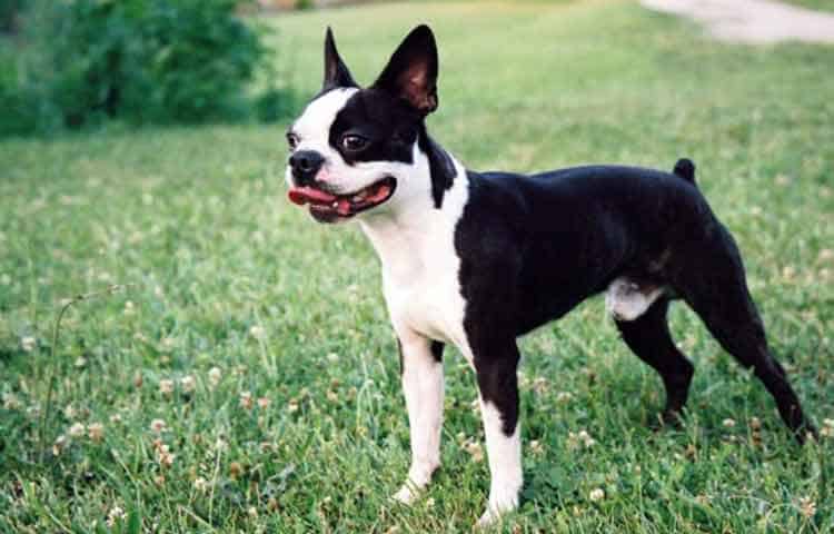 Boston terrier