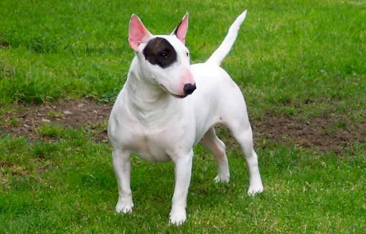 Bull Terrier