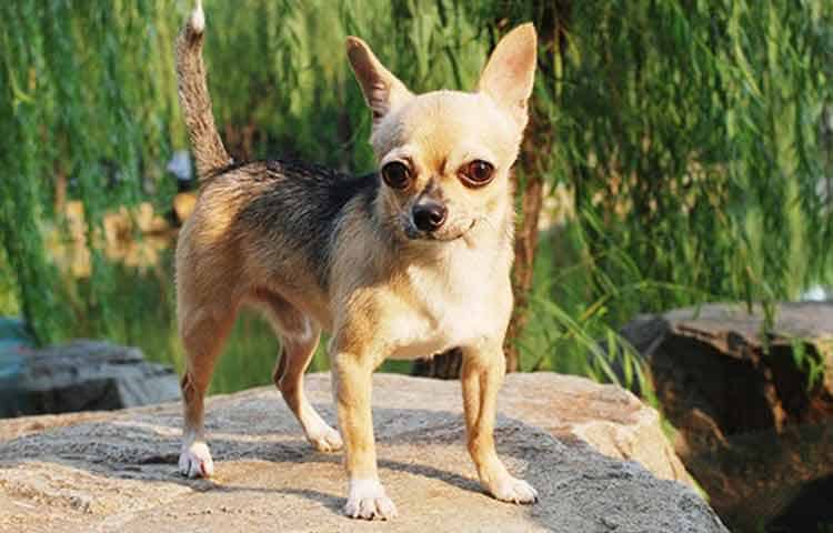 Dogs with Big Pointy Ears That Stand Up | Petaddon