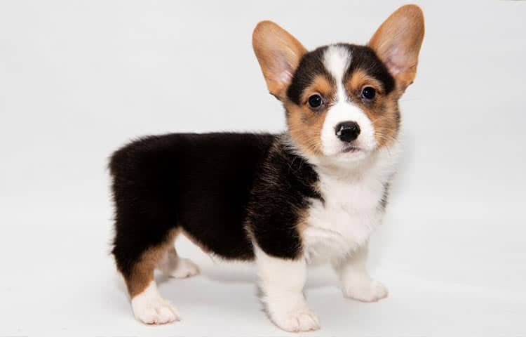 Corgi bat eared dog