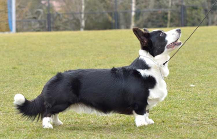 White black Corgi