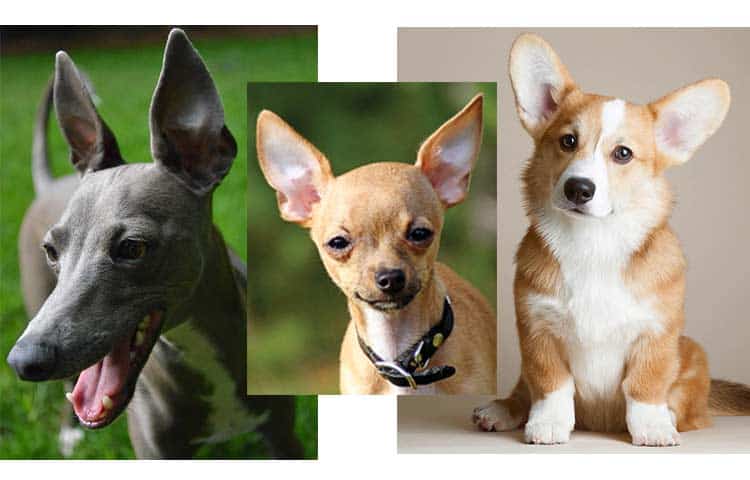 dog breeds with pointy ears
