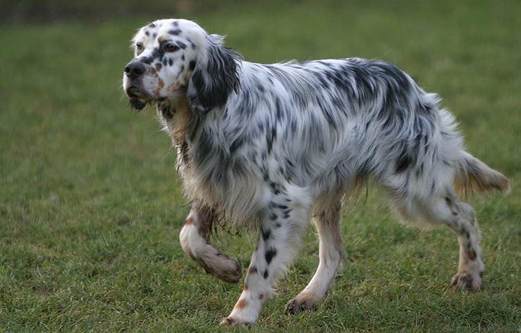 English Setter