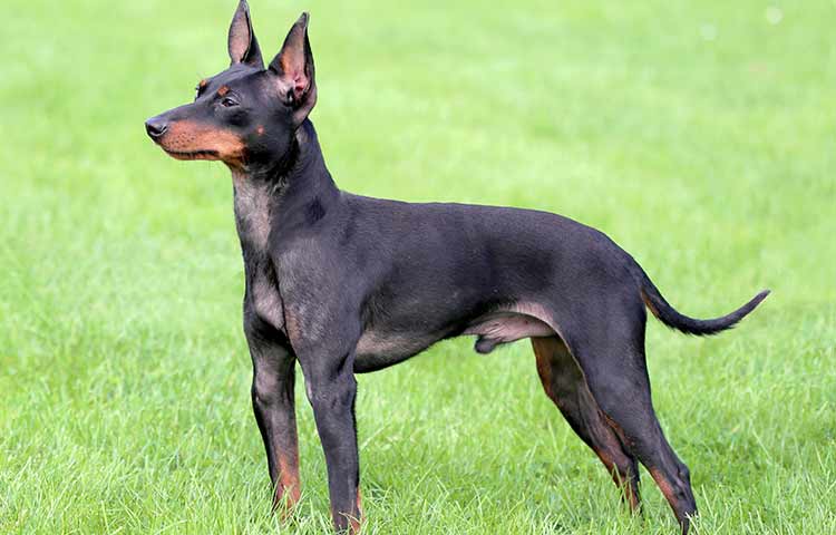 English Toy Terrier erect candle flame ears
