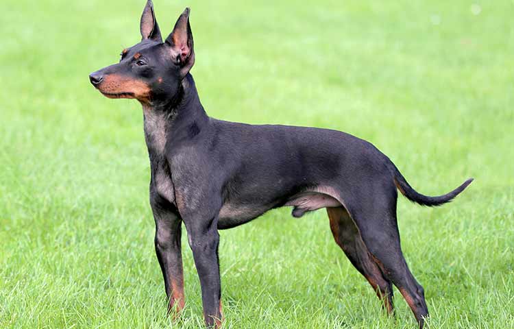 dogs with pointy ears breeds