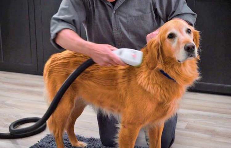 Long coat dog breed grooming