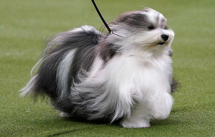 Havanese Dog